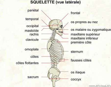 012 Squelette (vue lat).jpg