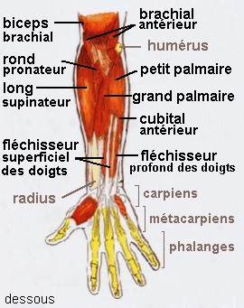 avant-bras-dessous.gif