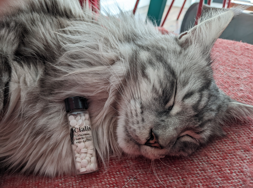 Catcafe is Forum Musclesenmetal