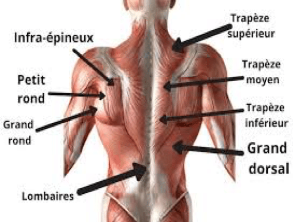 Schema-muscles-du-dos-MyBigBang.png