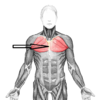 Pectoralis_major.png Pectoralis_major.png