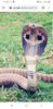 Screenshot_20200117-143655_Chrome.jpg