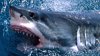 requin-gueule-ouverte.jpg