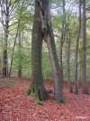 l_arbre-a-deux-jambes-2.jpg