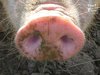 photo1-bebe-cochon-3-jour-10-15-centimetre-2xdxcx2w834269.jpg