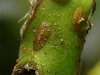 cochenille-bouclier.jpg