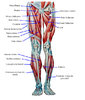 muscles-membrinf.jpg