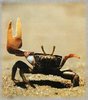 crabe_violoniste.jpg