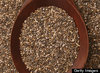 s-CHIA-SEED-large.jpg