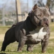 american bully