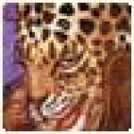 wingcoissiott