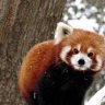 RedPanda