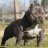 american bully