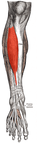 120px-Tibialis_anterior_2.png