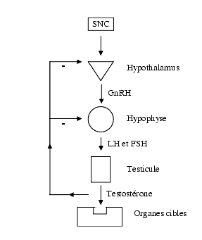 Hormones_antehypophysaires2.gif