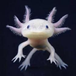 axolotl.jpg