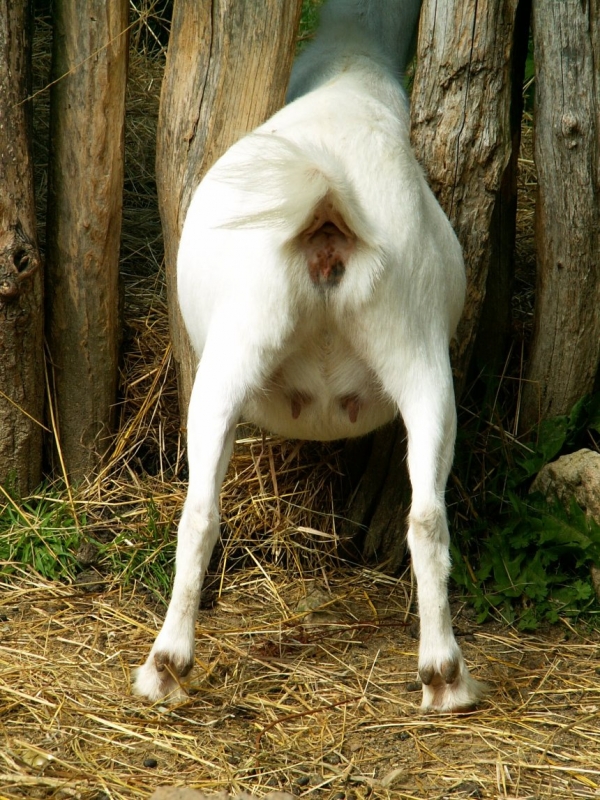 medium_chevre1.jpg