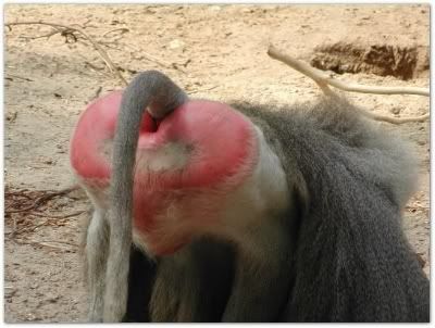 baboon_ass.2.jpg