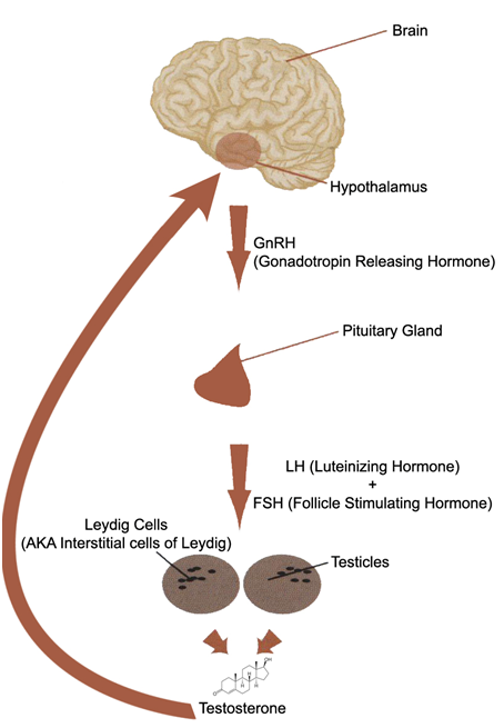 www.steroidal.com
