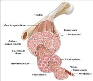 www.espacecorps-espritforme.fr