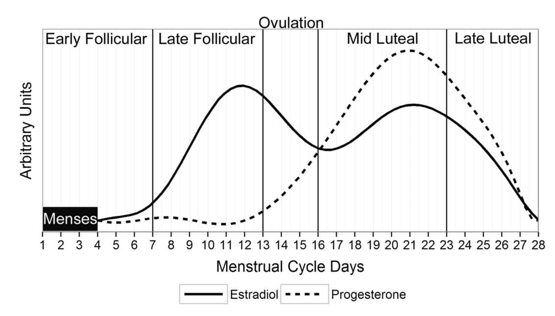 Cycle menstruel estradiol progestérone