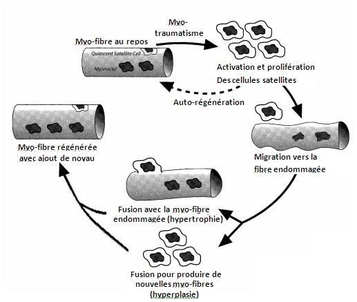 Sans-titre-copie-2.JPG