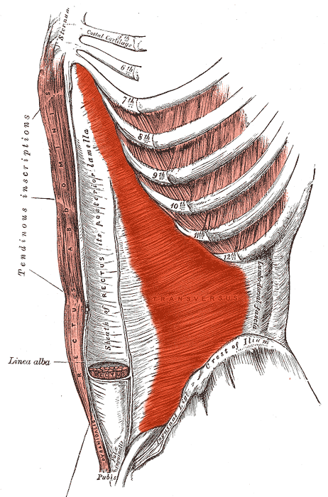 Transversus_abdominis.png