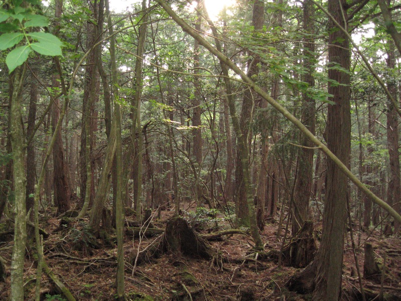 Aokigahara_forest_04.jpg